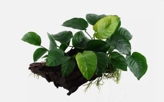 Anubias Barteri Large Live Aquarium Plants Aquascaping Tank (2 Anubias Barteri)