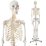 EVOTECH SCIENTIFIC Life Size Human Skeleton Model with Removable Arms Legs and Stand for Medical Study Learning Research Education Display Standard