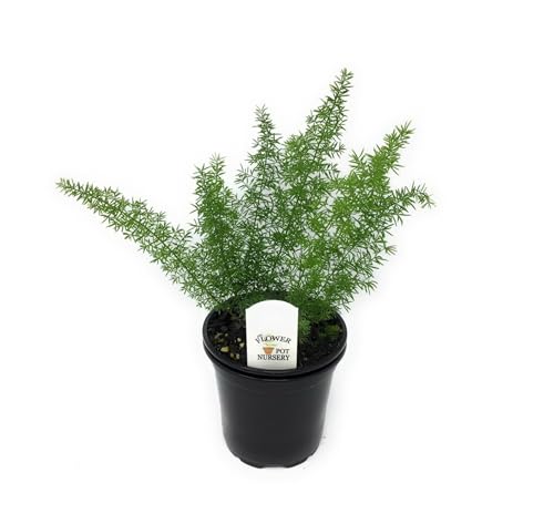 Generic FlowerPotNursery Asparagus Foxtail Fern Asparagus meyeri/aethiopicus 4"" Pot, Green