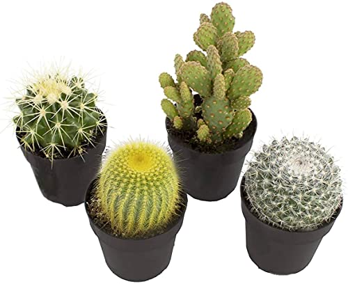 Mini Cactus de Interior DECOALIVE Set de 4 Unidades Diferentes