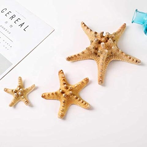 Natural Dried Starfish - Seastars Sea Stars Fish Shells[2X Medium] Cover