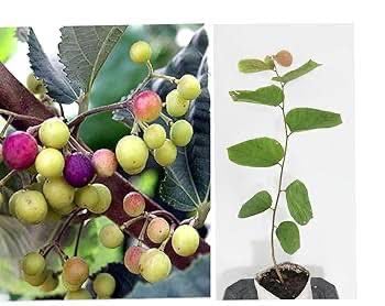 Thai Phalsa Plant - Exotic Summer Berry -1 Thai Phalsa Plant - Exotic Summer Berry -1