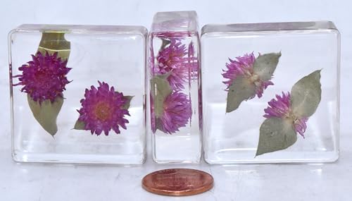 Image of 38mm Real Purple Globe Amaranth Flower in Crystal Clear Lucite Resin Specimen Dried Pressed Botanist Herb Herbarium Crafts Collection for Botany Science Education & Desk Ornament Display Supplies