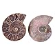 EVTSCAN 2Pcs Ammonit Fossil Specimen Shell Madagaskar Natursteine ​​und Mineralien(4cm in diameter)