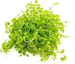 New Large Pearl Glass (Approx. 2.8 inches (7 cm) (leaves on water, no pesticides, no snale) (aquatic plants, foreground grass)