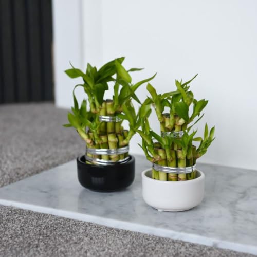 Dracaena sanderiana 'Lucky Bamboo' - Feng Shui Symbol, Easy-Care Indoor Plant, Hydroponic Growth – 1x 12cm Potted Plant by Thompson & Morgan