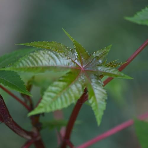 semillas de ricino, arbustos para el jardín ricino verdes exóticas resistentes 30pcs