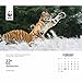 Wwf Natural World Box Calendar 2023
