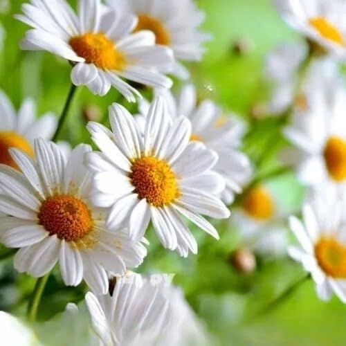German Chamomile - 10 000 Seeds + Freebie + Plant Tag - Matricaria recutita