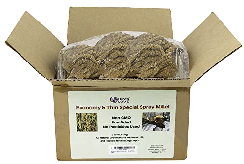 Birds LOVE Economy & Thin Special Spray Millet GMO-Free (No Stems Only Edible Tops) for Birds Cockatiel Lovebird Parakeet Finch Canary All Parrots Healthy Treat - 2lbs