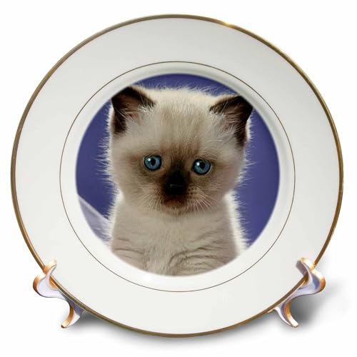 3dRose cp_21188_1 Siamese Kitten Porcelain Plate, 8-Inch