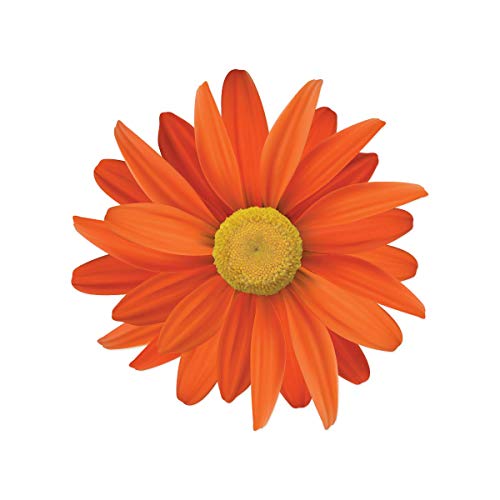 Milk Mug Designs Orange Gerber Daisy Flower 7 inch Full Color Vinyl Decal