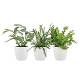 ZIMMERPFLANZEN - Das Zimmerpflanzen Set ist gut für das Badezimmer geeignet. Die Grünpflanzen verleihen Ihrem Bad etwas Gemütlichkeit.