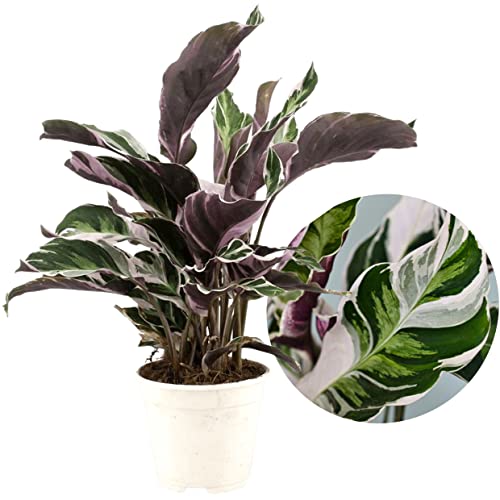 Plant In A Box - Calathea Fusion White - Vaso 14Cm - Altezza 30-40Cm - Pianta D'Appartamento Che Purifica L'Aria - Belle Foglie