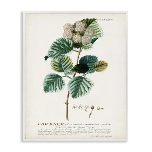 Scientific Botanical Seed Study, 24 x 30 Inch Framed Giclée Print