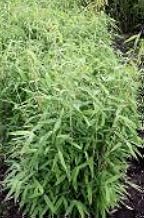 Fargesia murieliae - Hardy Umbrella Bamboo x 1 Clump