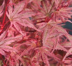 Acer Palmatum Phoenix Japanese Maple Shrub 13cm Pot 25 30cm Tall Amazon Co Uk Garden Outdoors