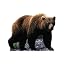 Grizzly Bear
