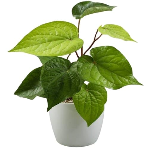 Sumit Greenery Live Betel Leaf Plant with Pot Ideal for Indoor and Outdoor Use Single Pack (B0CMQ9JLBJ) Amazon Price History, Amazon Price Tracker