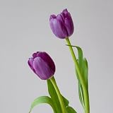 2bulbos comprar de tulipanes - tulipanes - exóticas resistentes, balcón, decoración de jardín para exterior