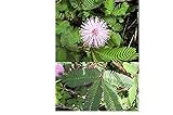 Seeds - Vera mimosa (Mimosa pudica) - 70 semi-magic l : Package Contain Seeds Only