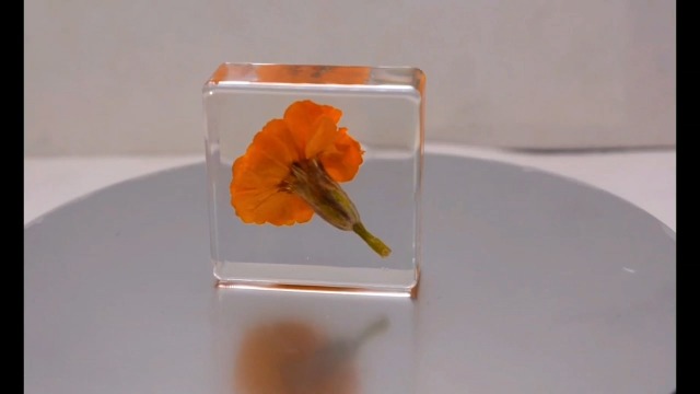 Image of 38mm Real French Marigold Flower in Crystal Clear Lucite Resin Specimen Botanist Herb Herbarium Tagetes Patula Collection for Botany Science Education & Desk Ornament Display Small Paperweight