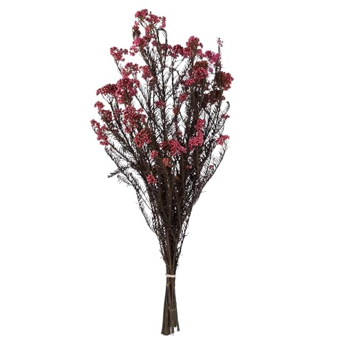 Vickerman 16-23 Inch Pink Rice Flower Preserved