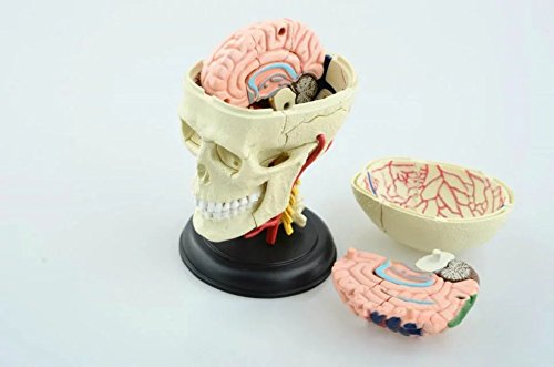 頭蓋骨と脳解剖モデル 人体解剖モデル 人体解剖模型 解剖モデル