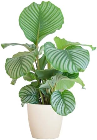 BloomPost Calathea Orbifolia 'Peacock Plant' - 55-65 cm + Bio Pot - Indoor Plant - Low Maintenance House Plant - Easy to Grow Home Office Plants - Next Day Free UK Delivery