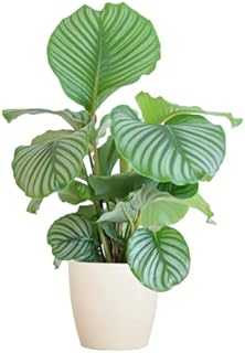 BloomPost Calathea Orbifolia 'Peacock Plant' - 55-65 cm + Bio Pot - Indoor Plant - Low Maintenance House Plant - Easy to Grow Home Office Plants - Next Day Free UK Delivery