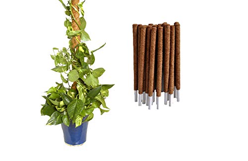 JARDINLIFE Tutor 60cms Fibra de Coco Natural para Plantas Trepadoras y Enredaderas, Guía para Las Raíces (60cm)