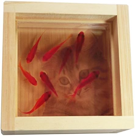 Amazon Co Jp アクリルアート 覗き込む可愛い子猫と金魚とひのき 咲 ねこ こだわりと安心の 純日本製 プレゼント付 ラッピング無料 3d 金魚 樹脂 可愛い縁起物 ホーム キッチン