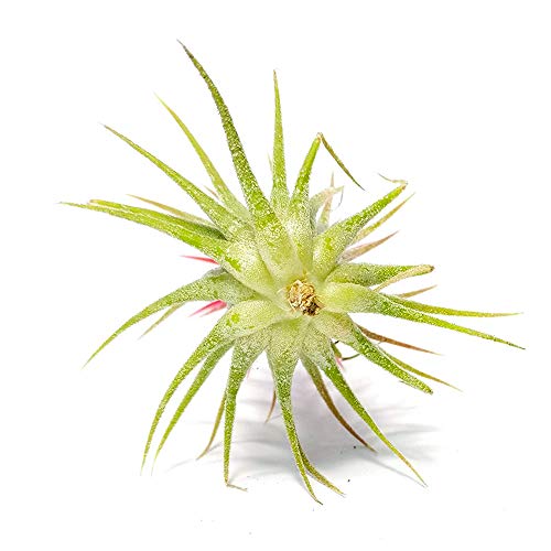 Tillandsia Ionantha Rubra Air Plant (3'') - Home And Garden Decor - Easy Care Indoor And Outdoor Hand Selected Plants #TOP4