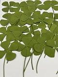 24 pcs Mini Four Leaf Clover Real Pressed Dried Flowers for Resin DIY Craft Art Floral Decors