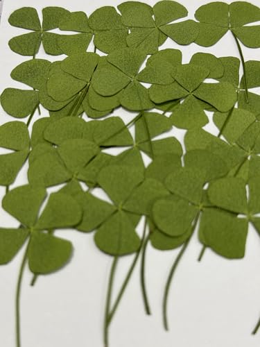24 pcs Mini Four Leaf Clover Real Pressed Dried Flowers for Resin DIY Craft Art Floral Decors