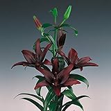 Landini Asiatic Lily 2 Bulbs - Deep Mahogany! - 14/16cm