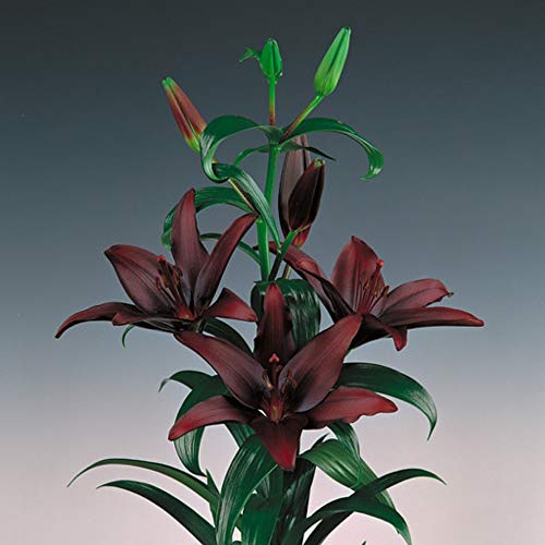 Landini Asiatic Lily 2 Bulbs - Deep Mahogany! - 14/16cm
