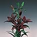 Landini Asiatic Lily - 2 Bulbs - Deep Mahogany! - 14/16cm