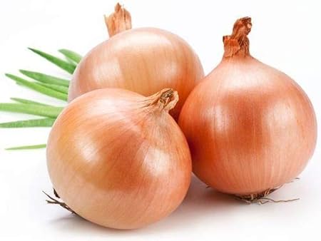 Seedscare Onion Bulk professional seeds gavran -500gm seeds pack
