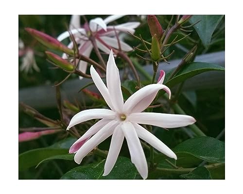 Star Windmill Jasmine Live Plant 4" Pot