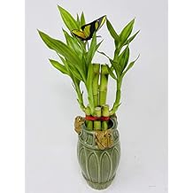 Five Style Lucky Bamboo 6" Frog Ceramic Pot -JMBamboo