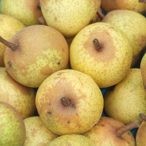 Pear Petite Poire (Quince A) 1 x Bare Root Tree - Compact Dwarf Variety for Containers & Small Gardens, Bears Sweet Golden Yellow Pears in September - Thompson & Morgan