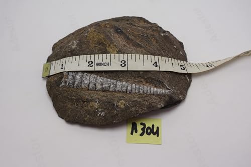 Image of Natural Orthoceras Fossil from Devonian Period Fossil from Morocco A304