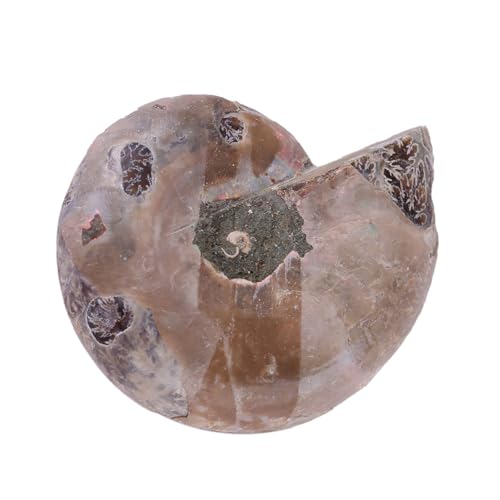 2Pcs Ammonite Shell Specimens From Madagascar, Unique Minerals and Stones for E on and Collection, 4CM (Diameter 4cm)