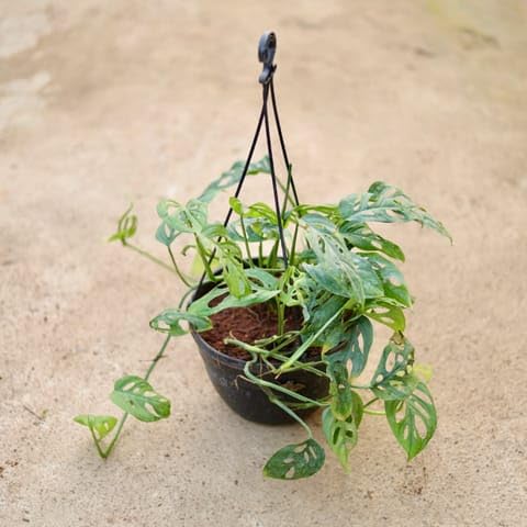 Best Nursery Monstera Broken Heart in 8 Inch Plant Black Hanging Plastic Basket-image-47