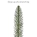 Puleo International 7.5 Foot Pre-Lit Fraser Fir Pencil Artificial Christmas Tree with 350 UL Listed Clear Lights, Green