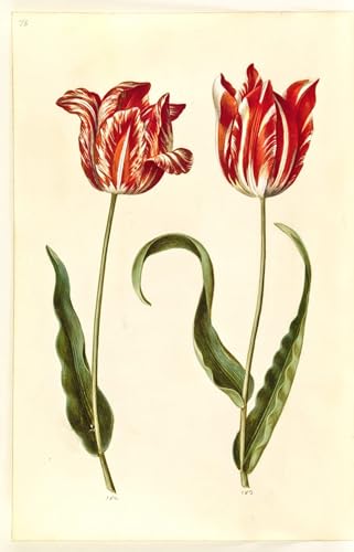 Cuadro Tulipa Gesneriana de Hans Simon Holtzbecker Lienzo Decorativo 60x90cm para Oficina