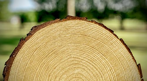 Set of (10) Medium 9-11" Wood Slices for Centerpieces! Wedding and Baby Shower centerpieces (Set of 10 Medium (9-11")) by Rustic Wood Slices Inc. - Image 6