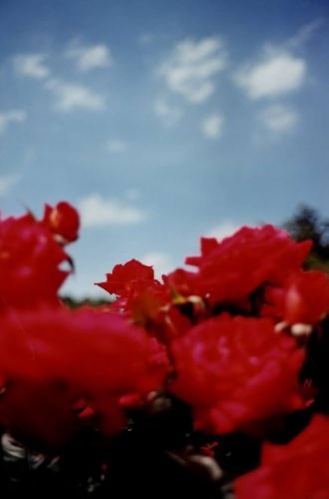 IN YOUR DREAMS／TERRI WEIFENBECH 写真集