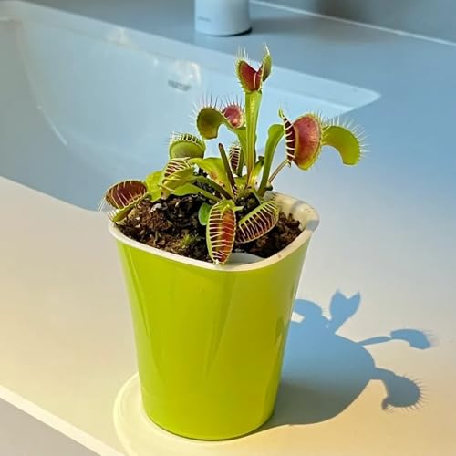 Semi di Venere acchiappamosche, semi di carnivore carnivora, biologici esotici resistenti per il giardino verdi da balcone 300pcs